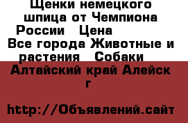 Щенки немецкого шпица от Чемпиона России › Цена ­ 50 000 - Все города Животные и растения » Собаки   . Алтайский край,Алейск г.